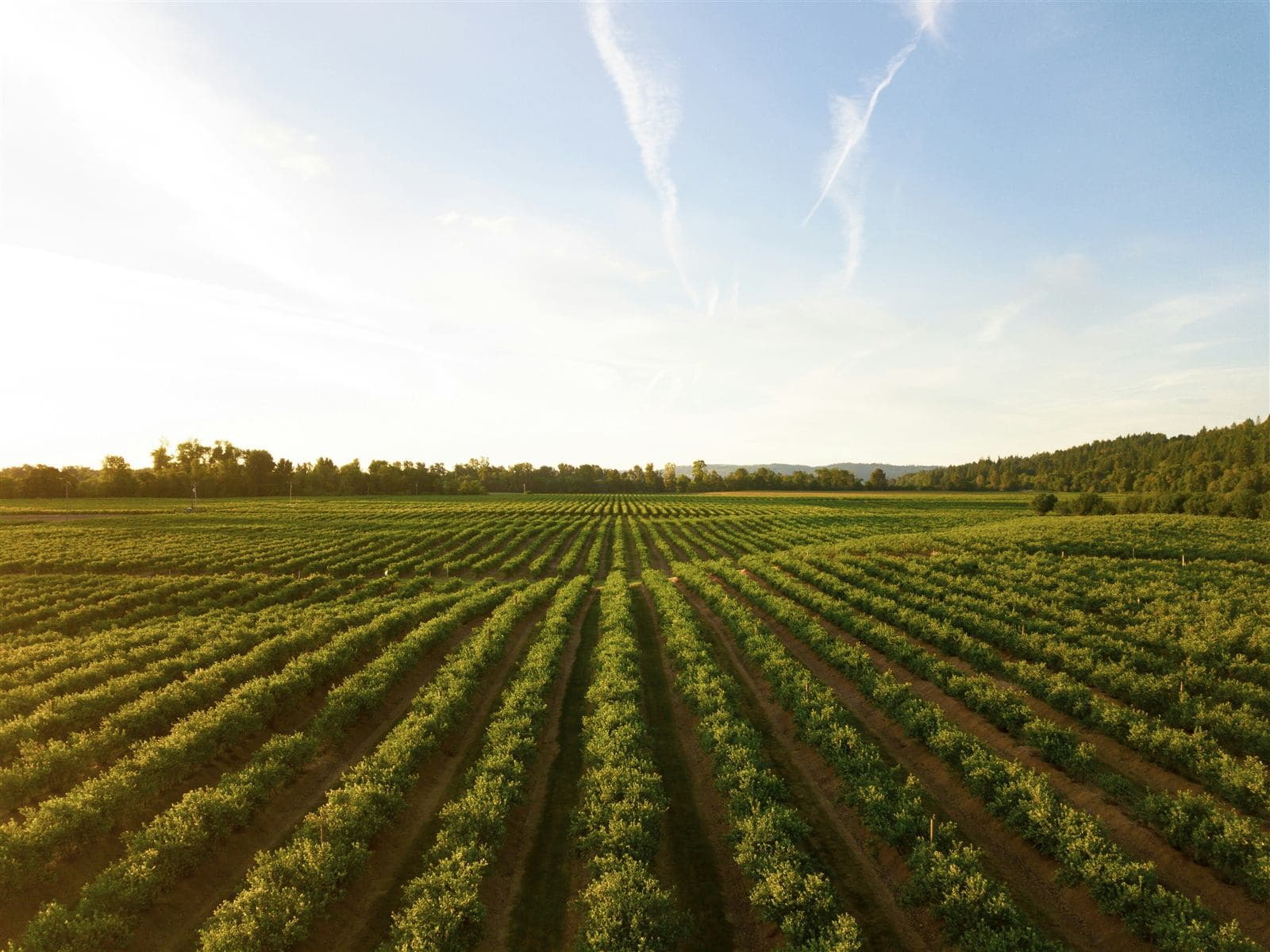 Filare di vigneto coltivato in regime biologico al tramonto