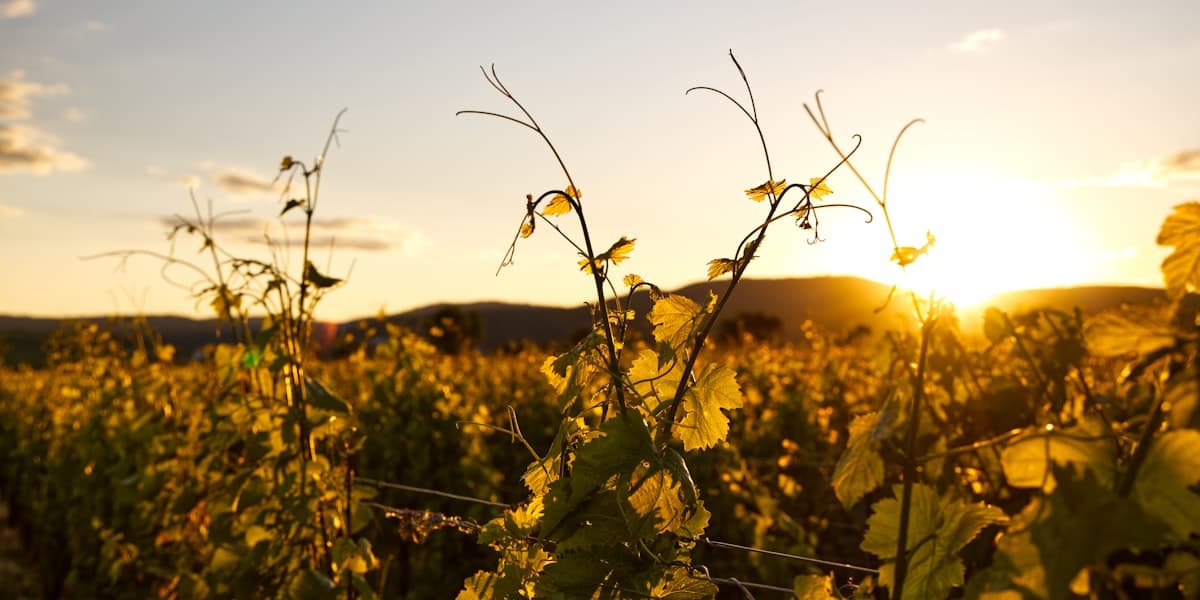 Sito web moderno per una cantina, con e-commerce e storytelling del vigneto