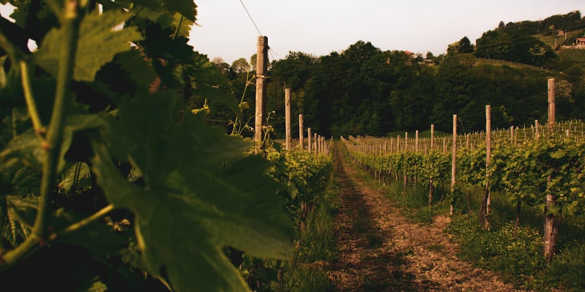 Vigneto storico che racconta la tradizione di una cantina familiare
