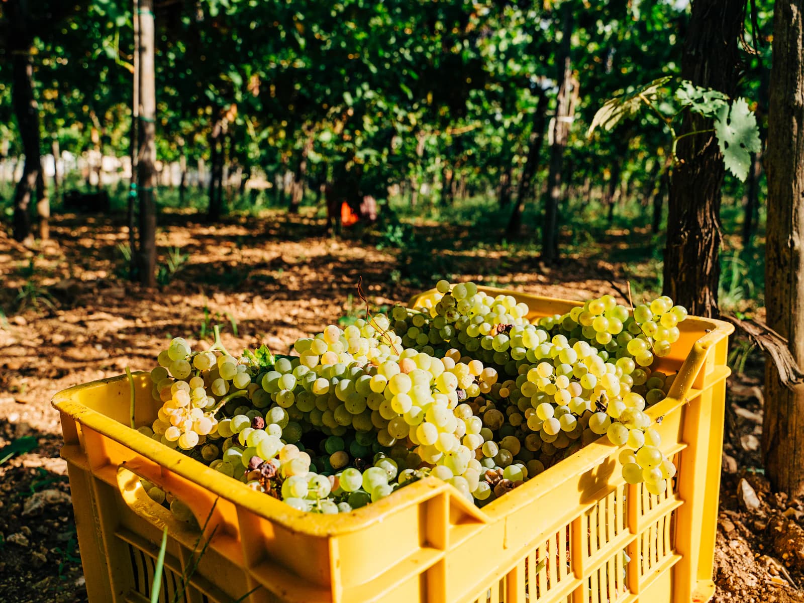 Cassette di vendemmia ordinate, come le priorità dopo l’analisi