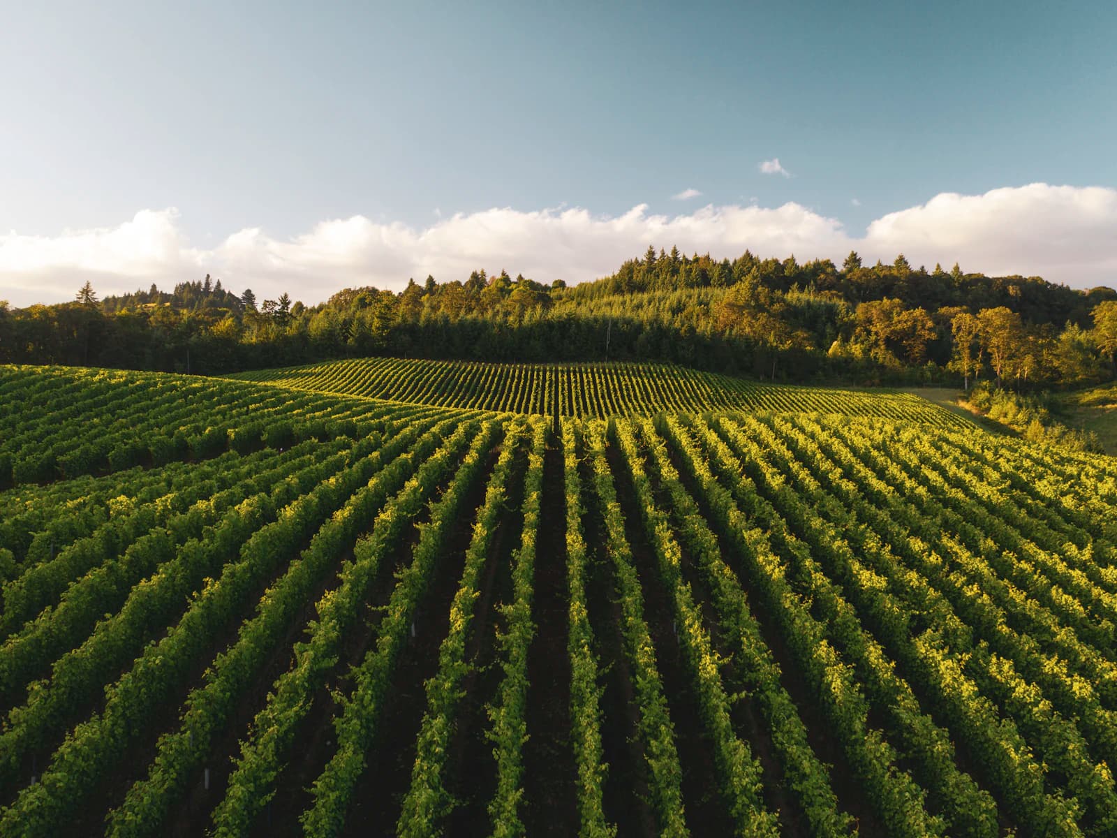 Appunti e pianificazione in vigna, prima di decidere cosa costruire