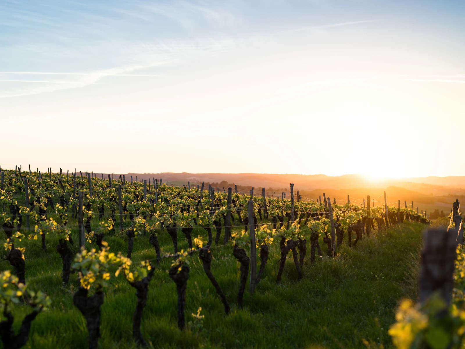 Vigneto al tramonto, l’ora in cui arrivano le richieste che si perdono